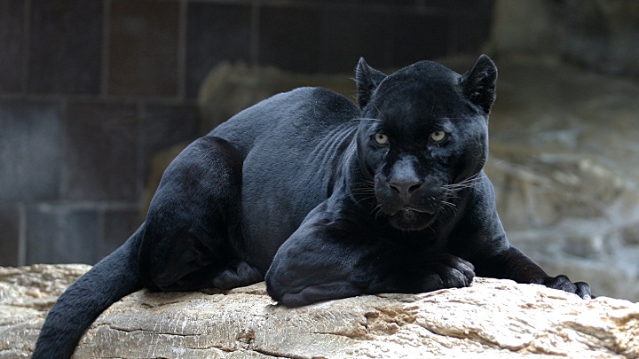 jaguar negro
