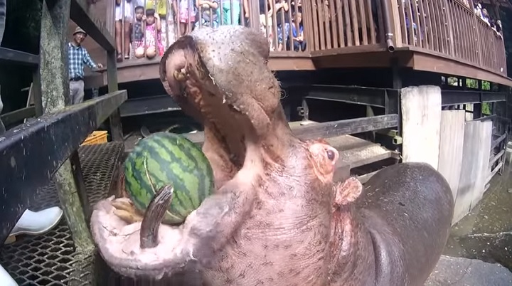 hipopotamo comiendo sandia